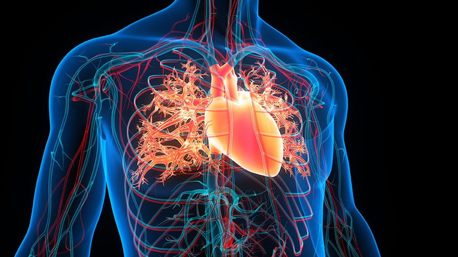 Grafische Darstellung des Herzens und der Lungenflügel in einem durchsichtigen Oberkörper.