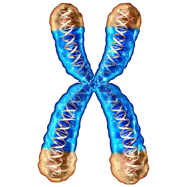 Chromosom und Telomere