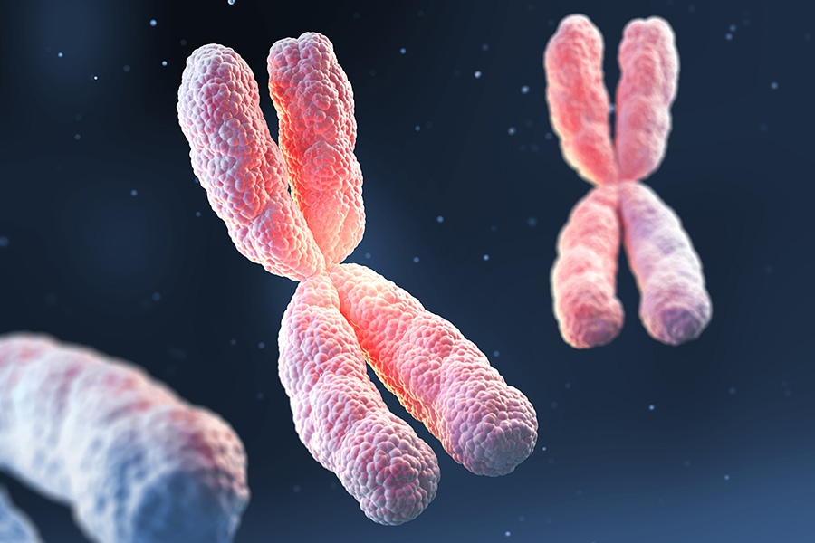 Circa fünf Prozent des menschlichen Genoms liegen auf dem X-Chromosom und sind verantwortlich für zentrale Funktionen wie das Immunsystem. 