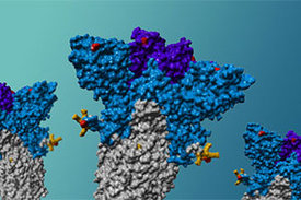 Schematische Darstellung des Spike-Proteins der Delta-Variante mit Mutationen (rot) an der Rezeptor-Bindungs-Domäne (lila) und der N-terminalen Domäne (blau). 