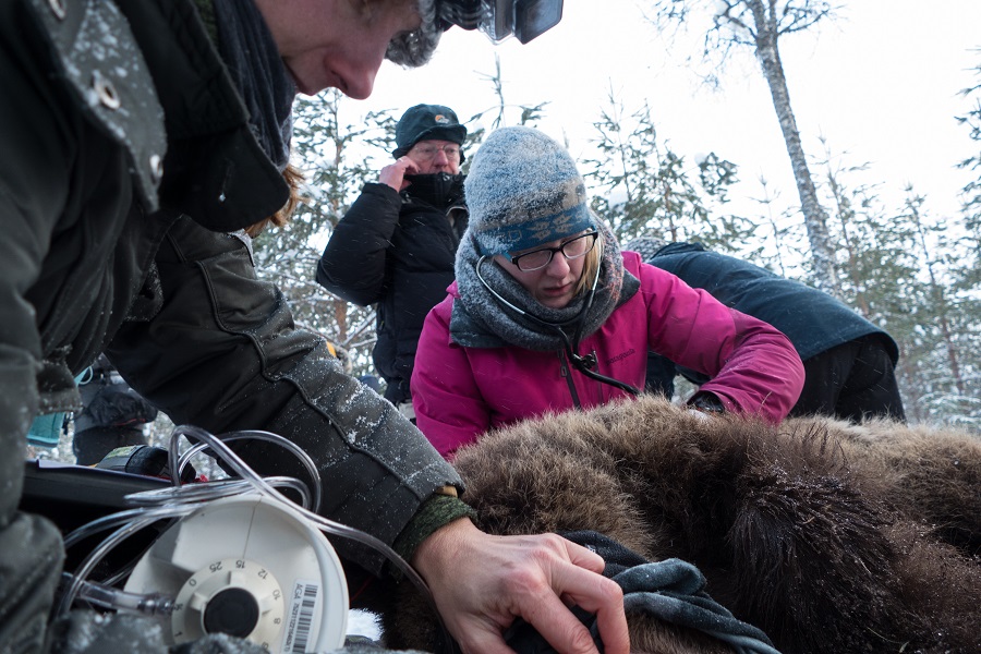 Zwei Personen sitzen neben einem betäubten Braunbären und nehmen ihm Blut ab