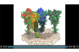 Simulation von vier Spike-Proteinen (rot, orange, blau und grau) des SARS-CoV-2-Virus. Die Proteine und Lipide sind in Oberflächendarstellung dargestellt. Die schützenden Glykanketten sind grün dargestellt (Quelle: Max-Planck-Institut für Biophysik).