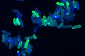 Anreicherung des grün markierten antibiotischen Wirkstoffs Epilancin A37 in blau gefärbten Corynebakterien.