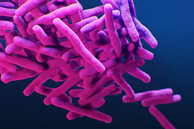 Tuberkulose­-Bakterien unter dem Elektronenmikroskop